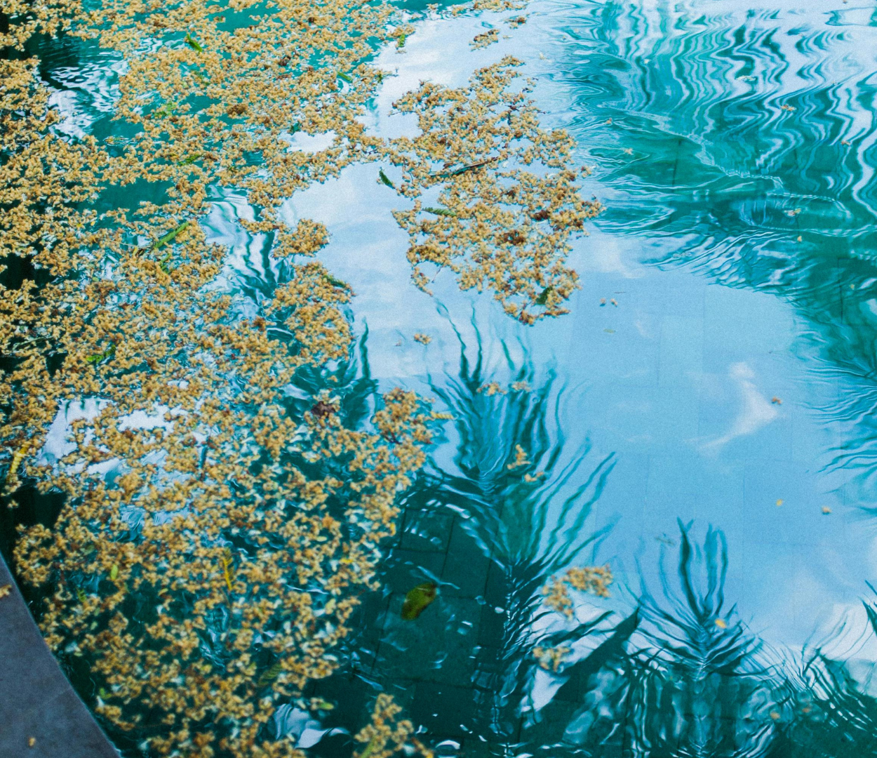 The Ultimate Guide to Choosing the Right Chemicals for Your Pool